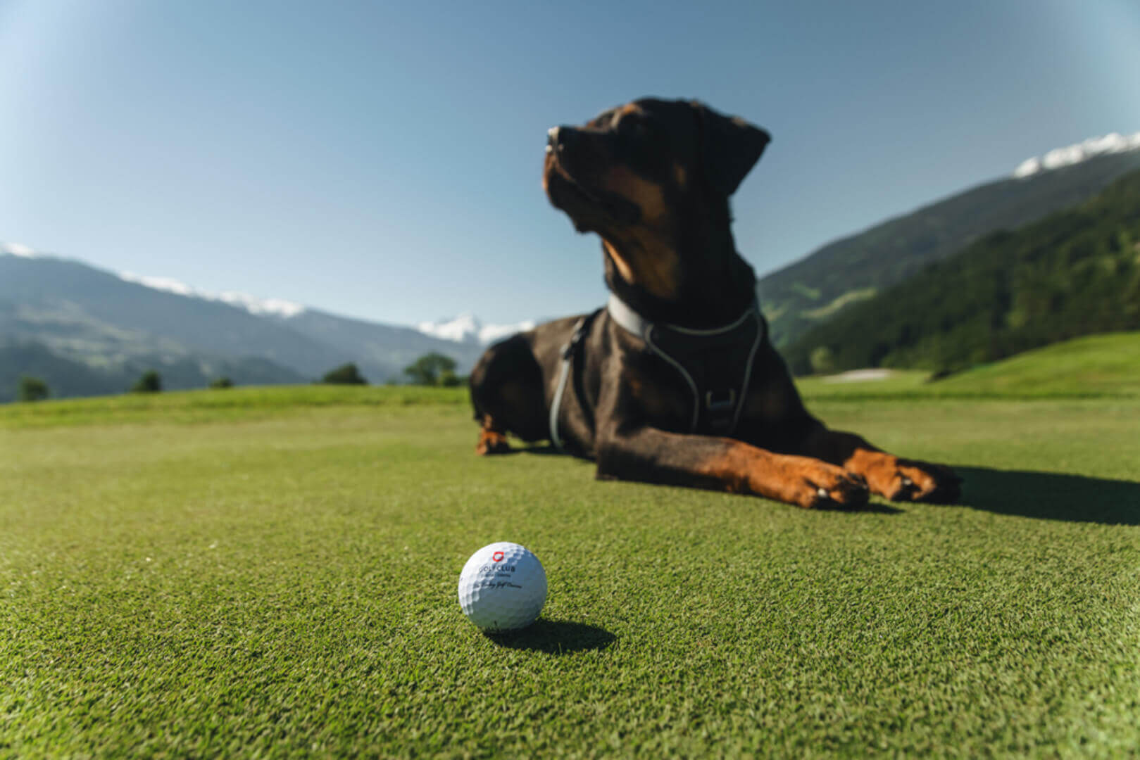 Golfen mit Hund-5-Sportresidenz Zillertal